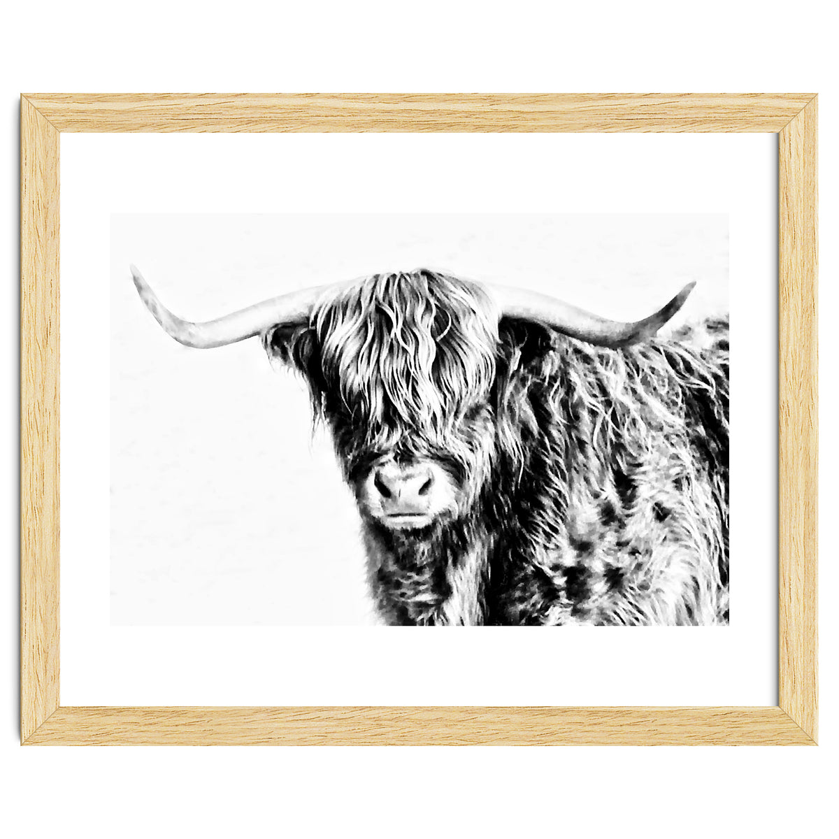 Highland bull