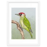 Green woodpecker