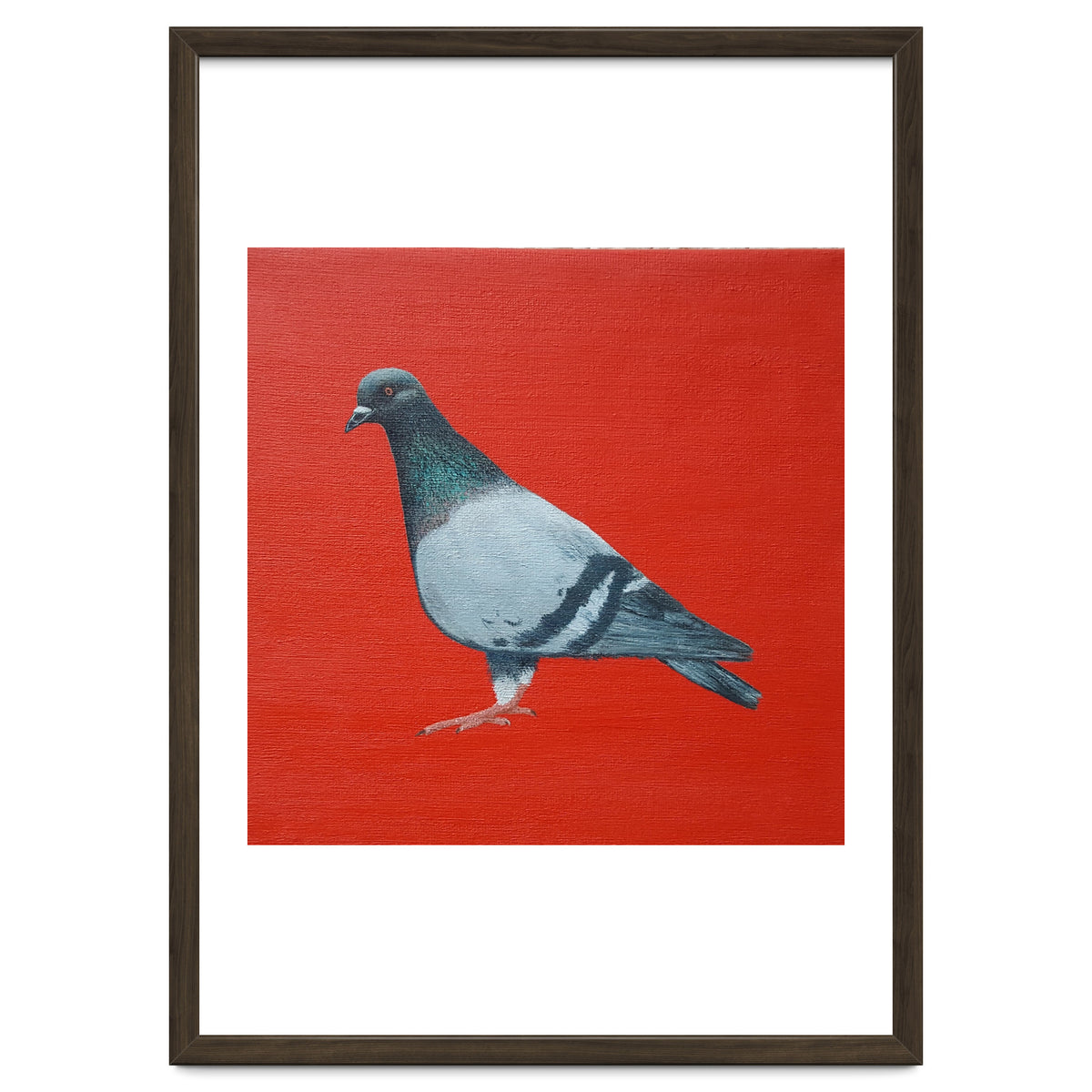 Pigeon