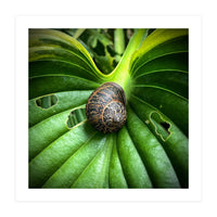 Snail on a hosta leaf (Print Only)