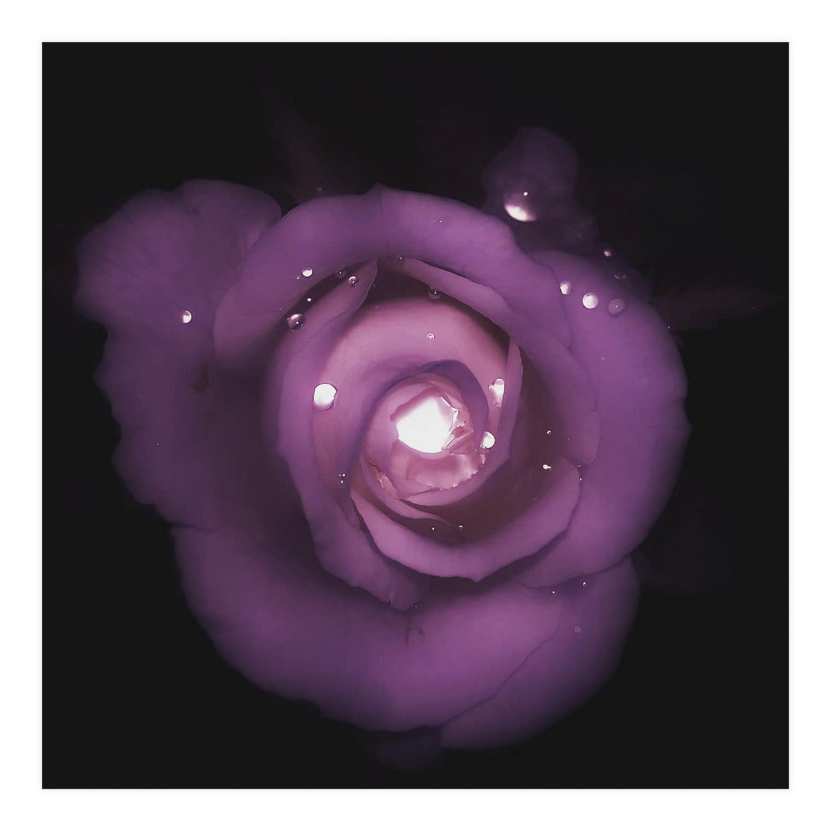 Glittering Rose (Print Only)