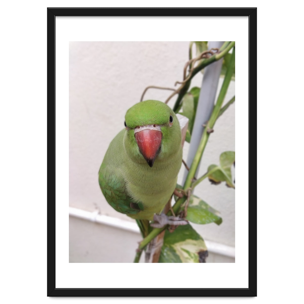 Attractive Indian Parrot