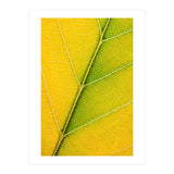Autumn Leaf (Print Only) thumbnail