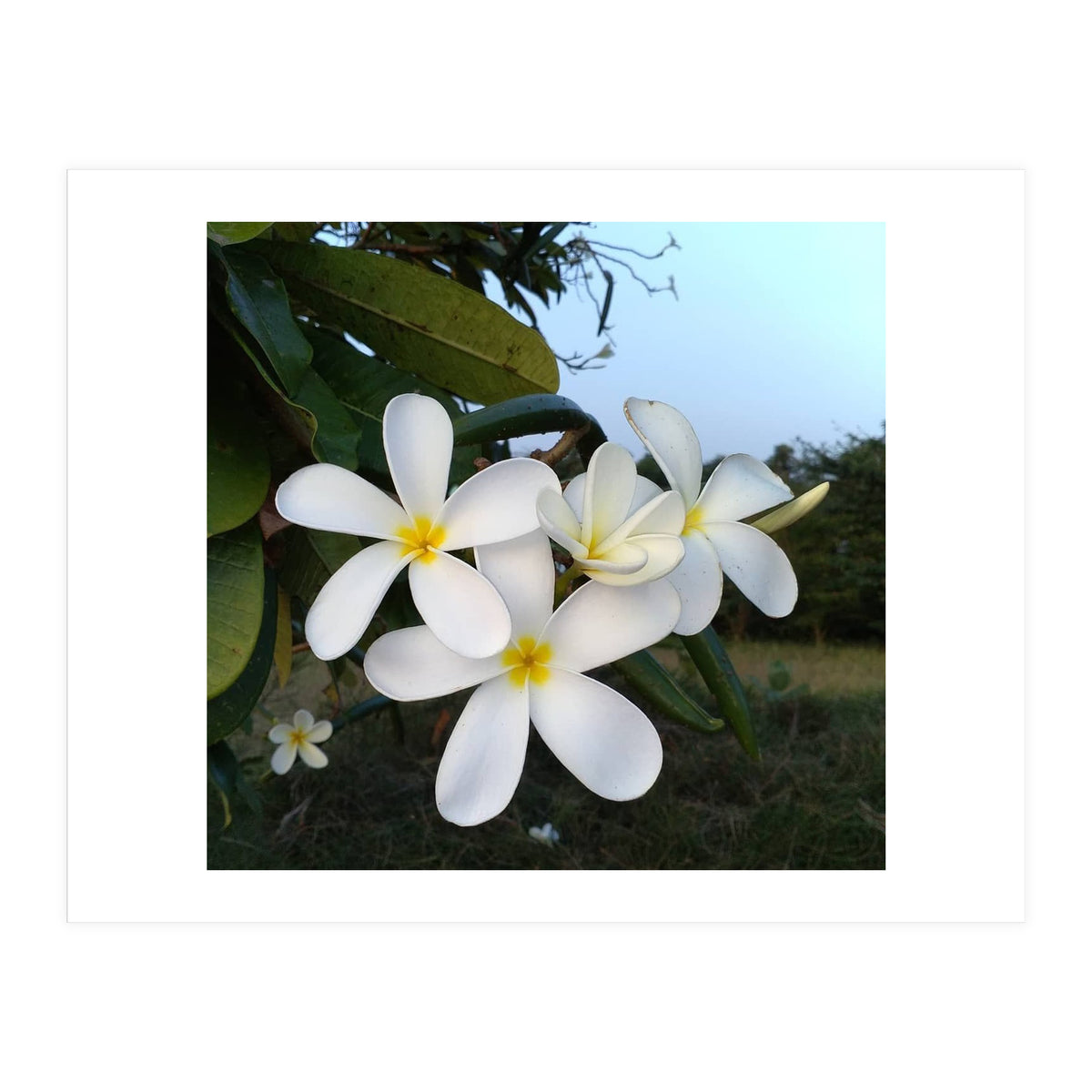 Frangipani (Print Only)