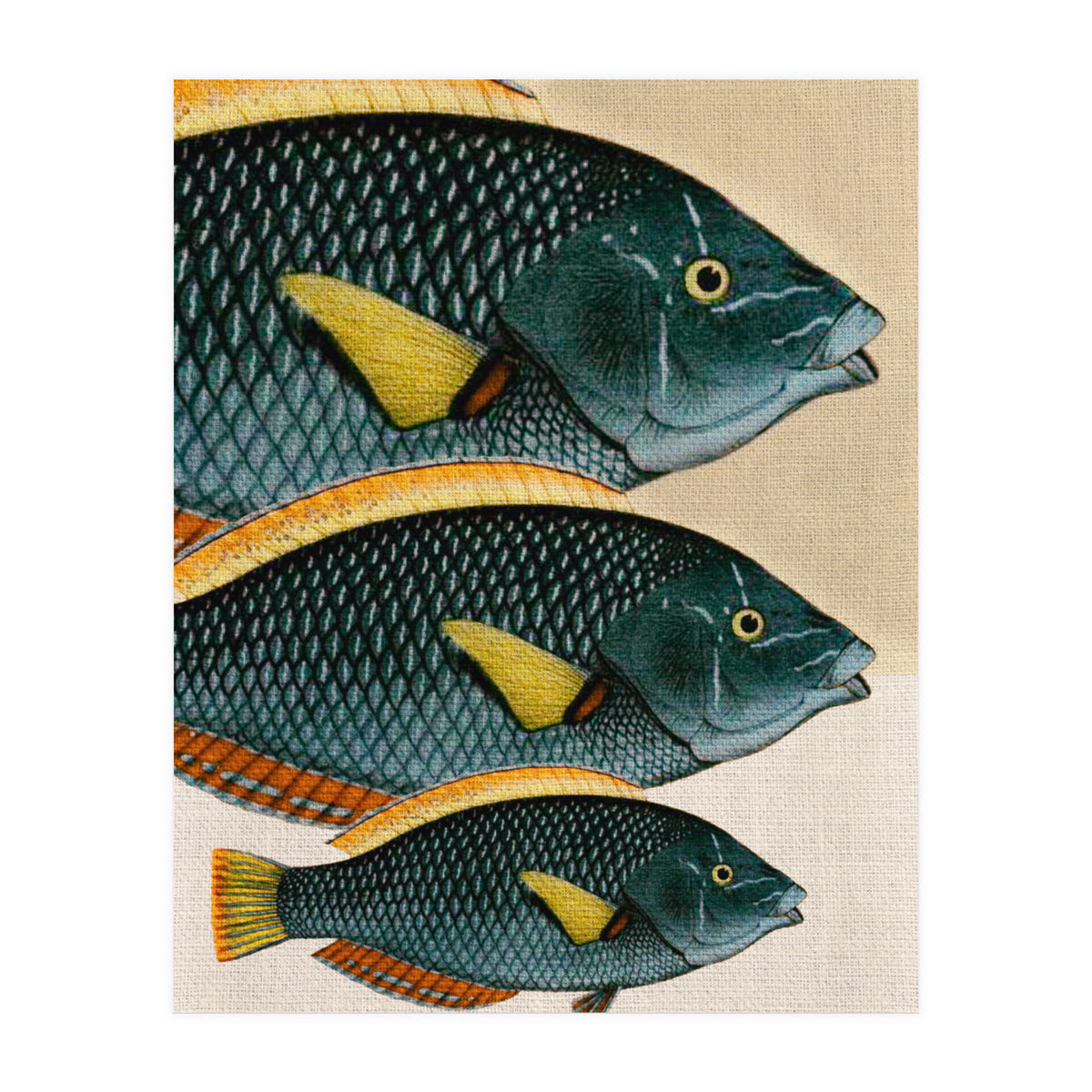 Fish Classic Designs 10 (Print Only)