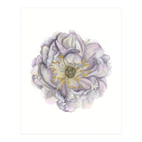 A Peony In Grey Std (Print Only) thumbnail