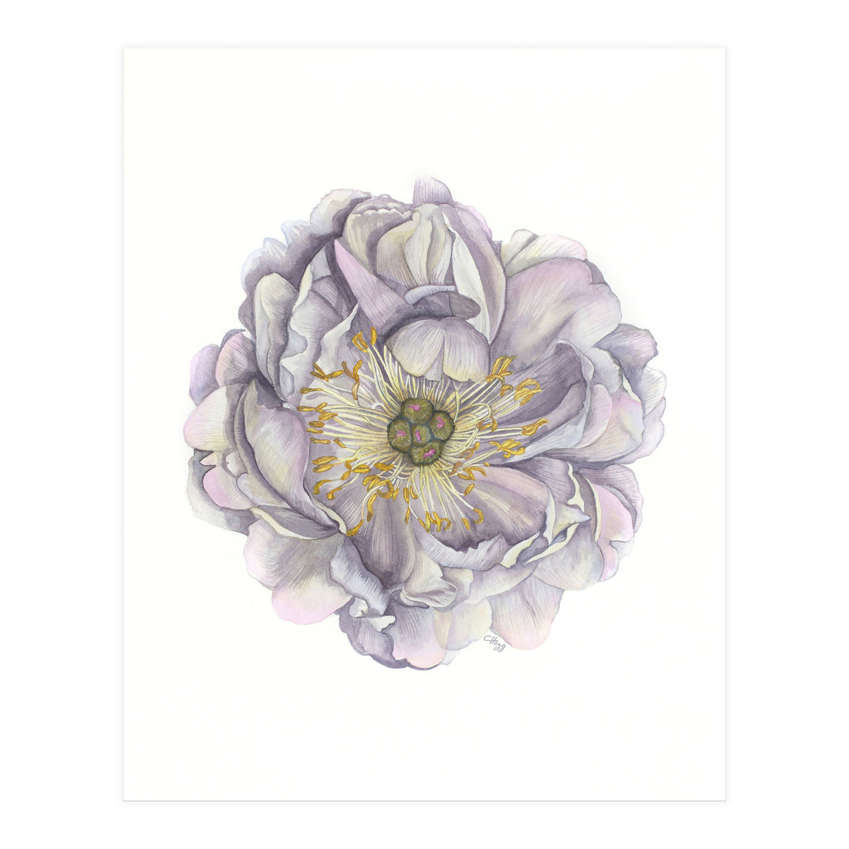 A Peony In Grey Std (Print Only)