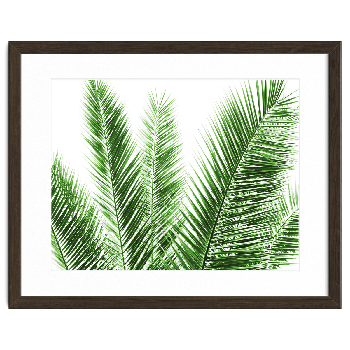 Palm Leaves
