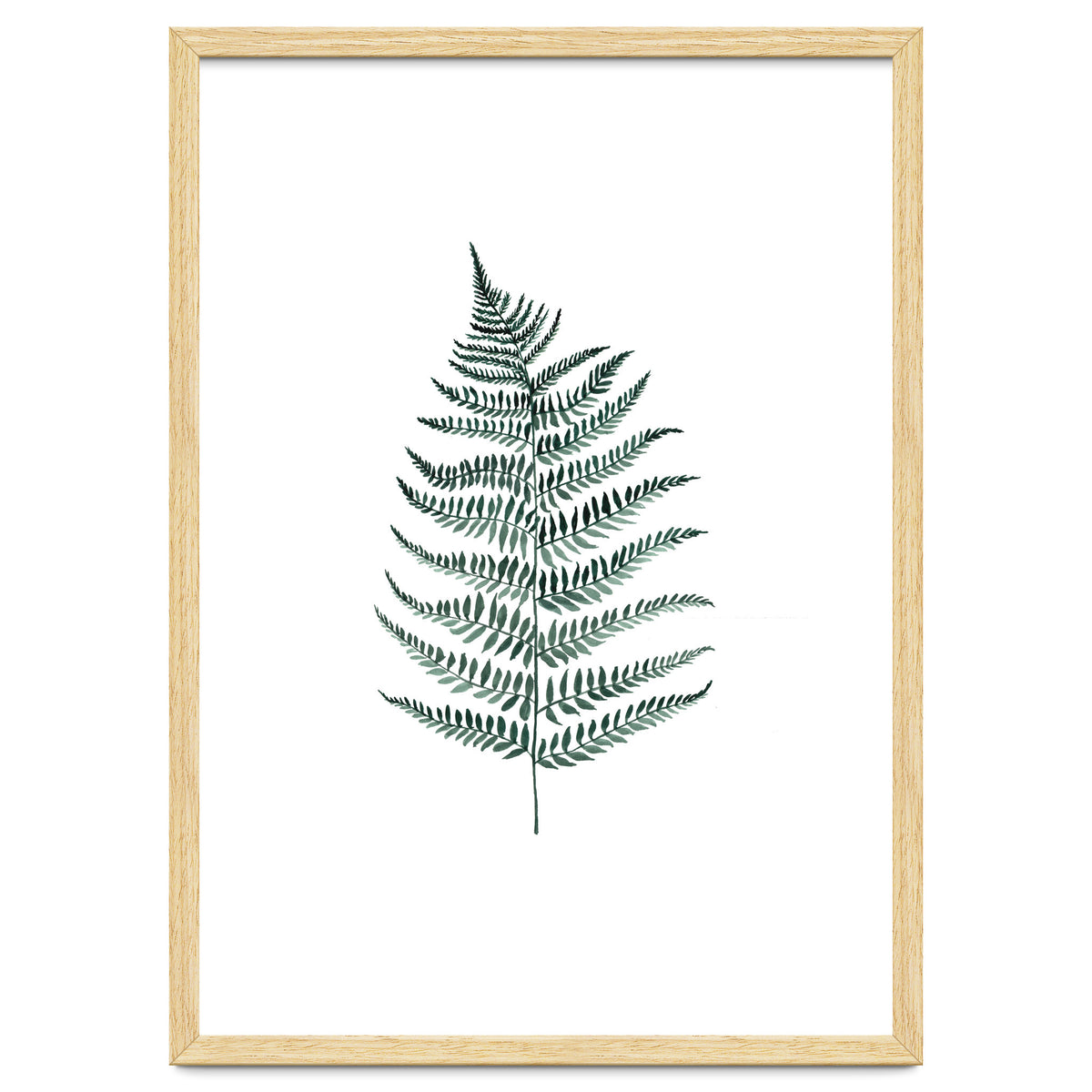 Botanical Illustration Silverfern