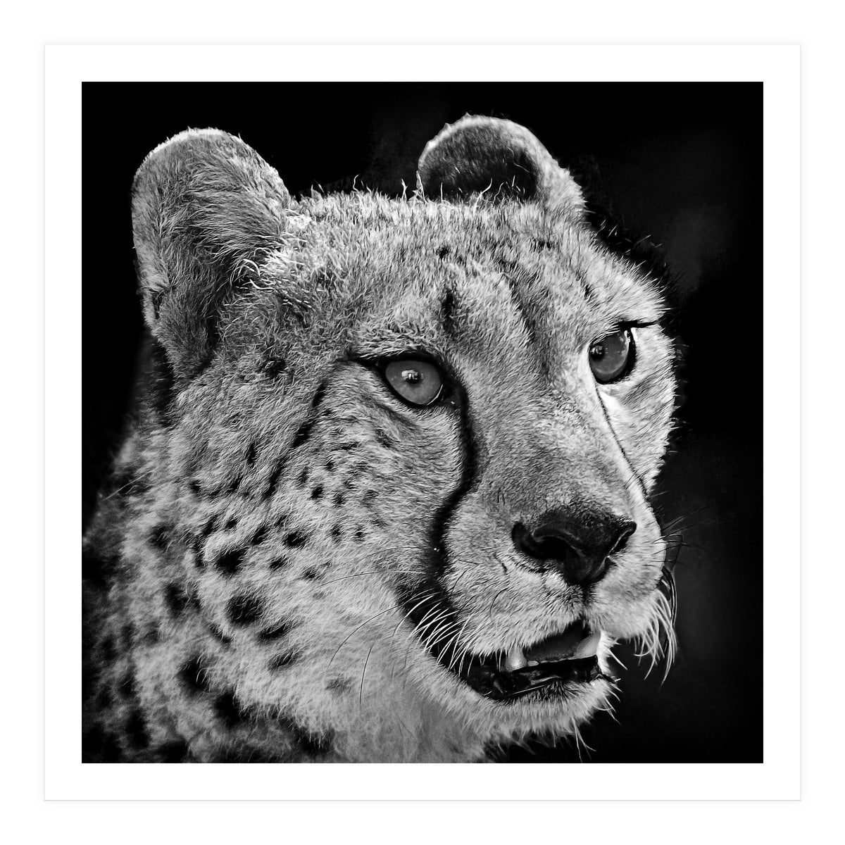 Cheetah (Print Only)