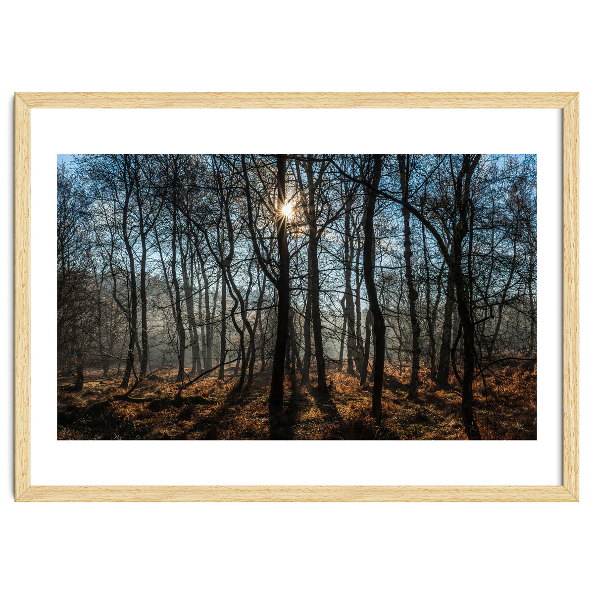 A Special Morning in Heath Warren Woods - Hampshire