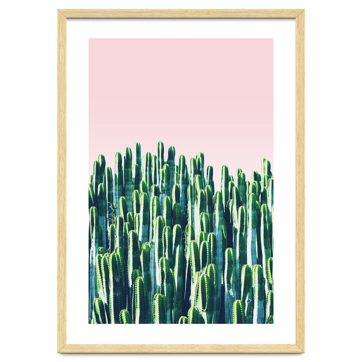Cactus & Sunset II