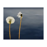 Common dandelions (Print Only) thumbnail