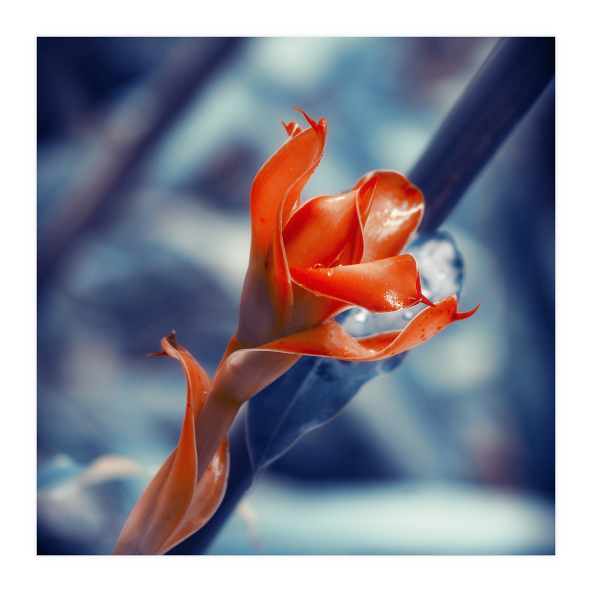 Ginger Flower (Print Only)