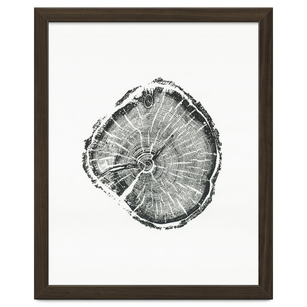 Tree Ring Print, Albion Basin, Utah, Pine Tree Print