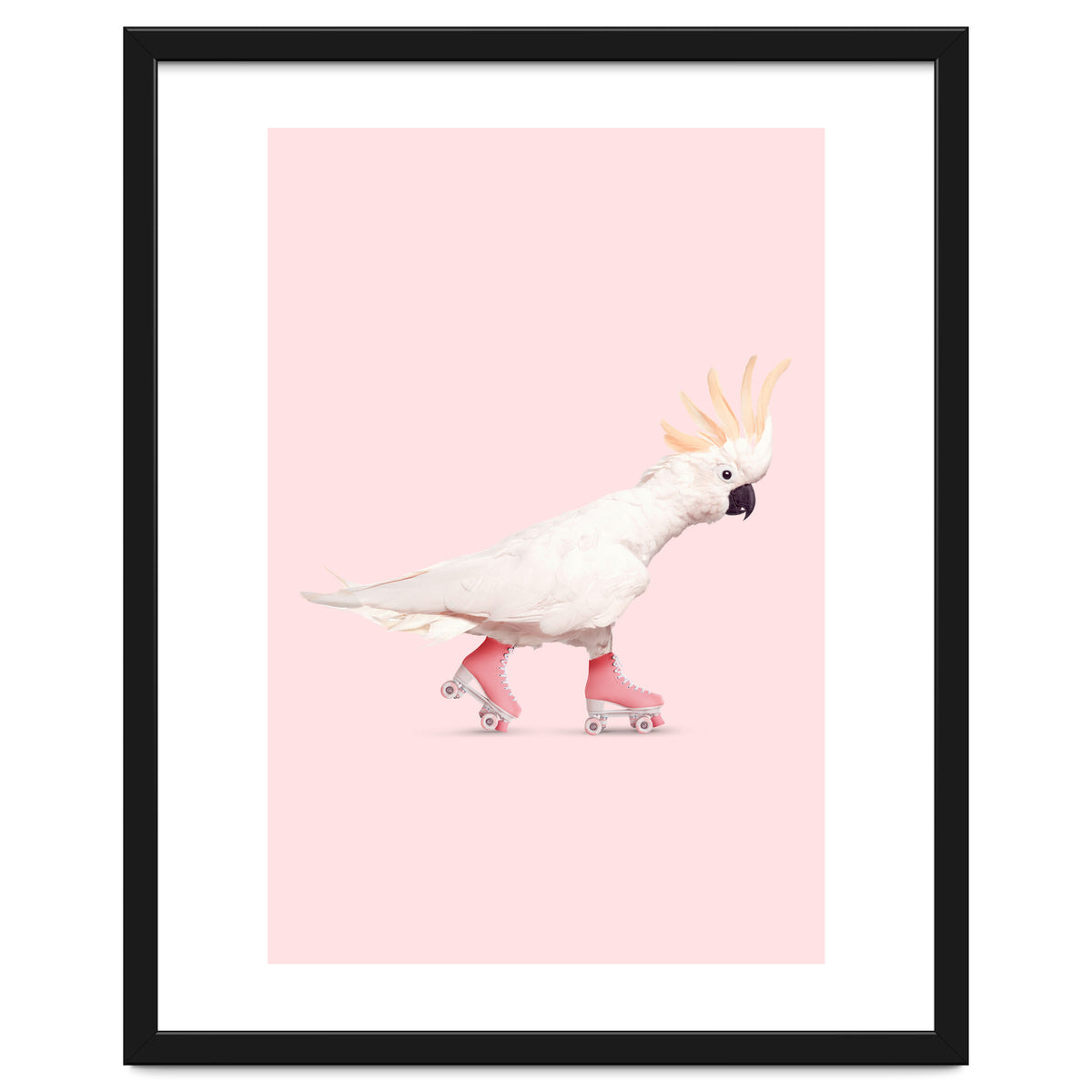 Rollerskating Cockatoo