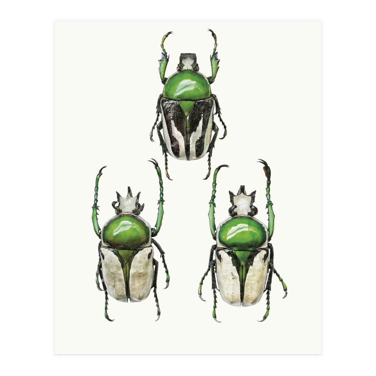 Cc Insects 04 (Print Only)