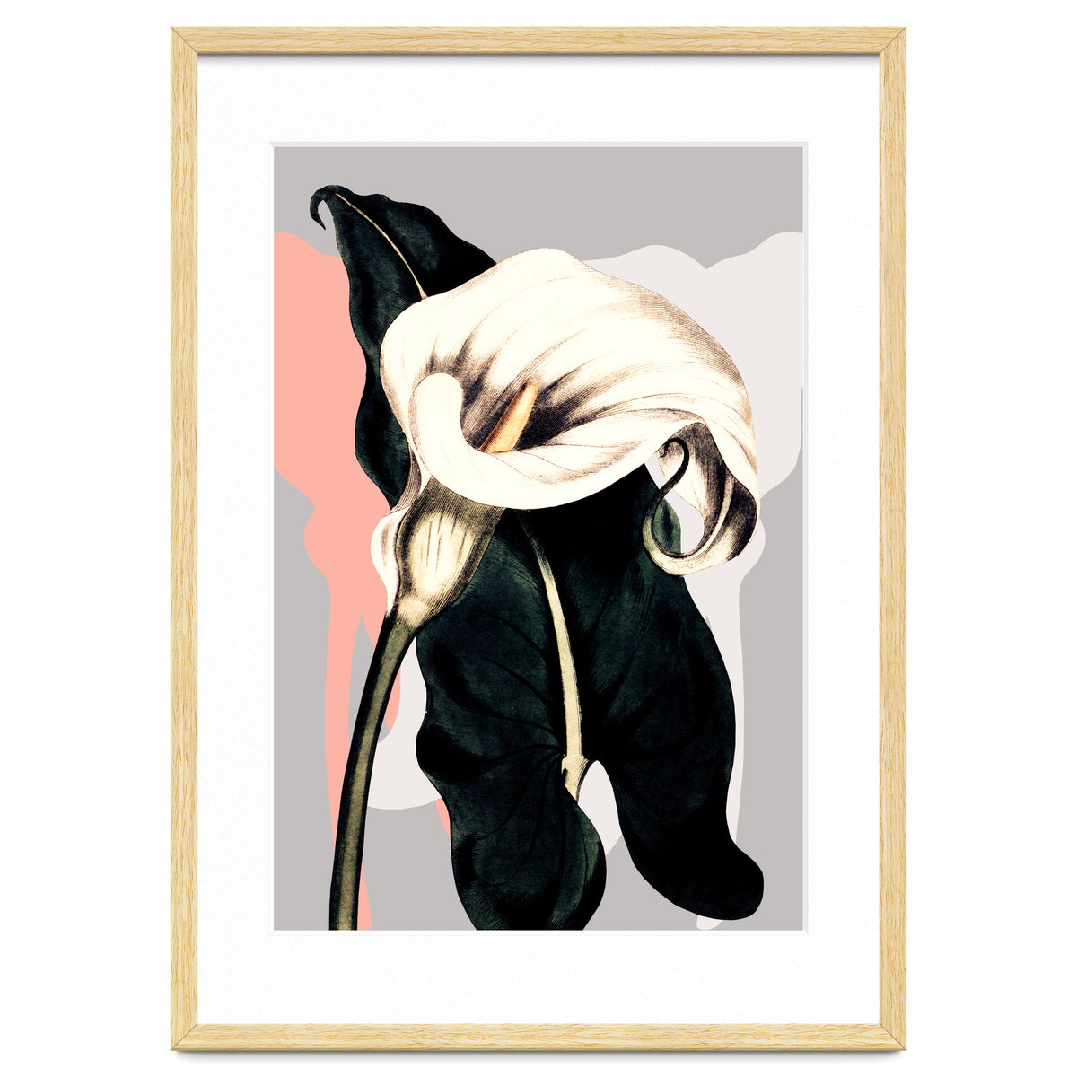 Calla lily flower