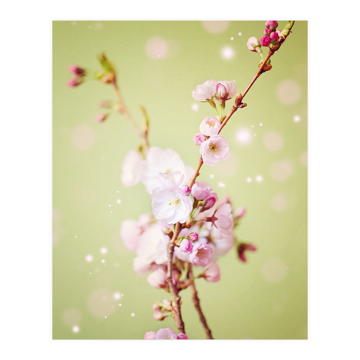 Springflowers (Print Only)