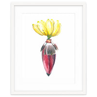Botanical Illustration Banana
