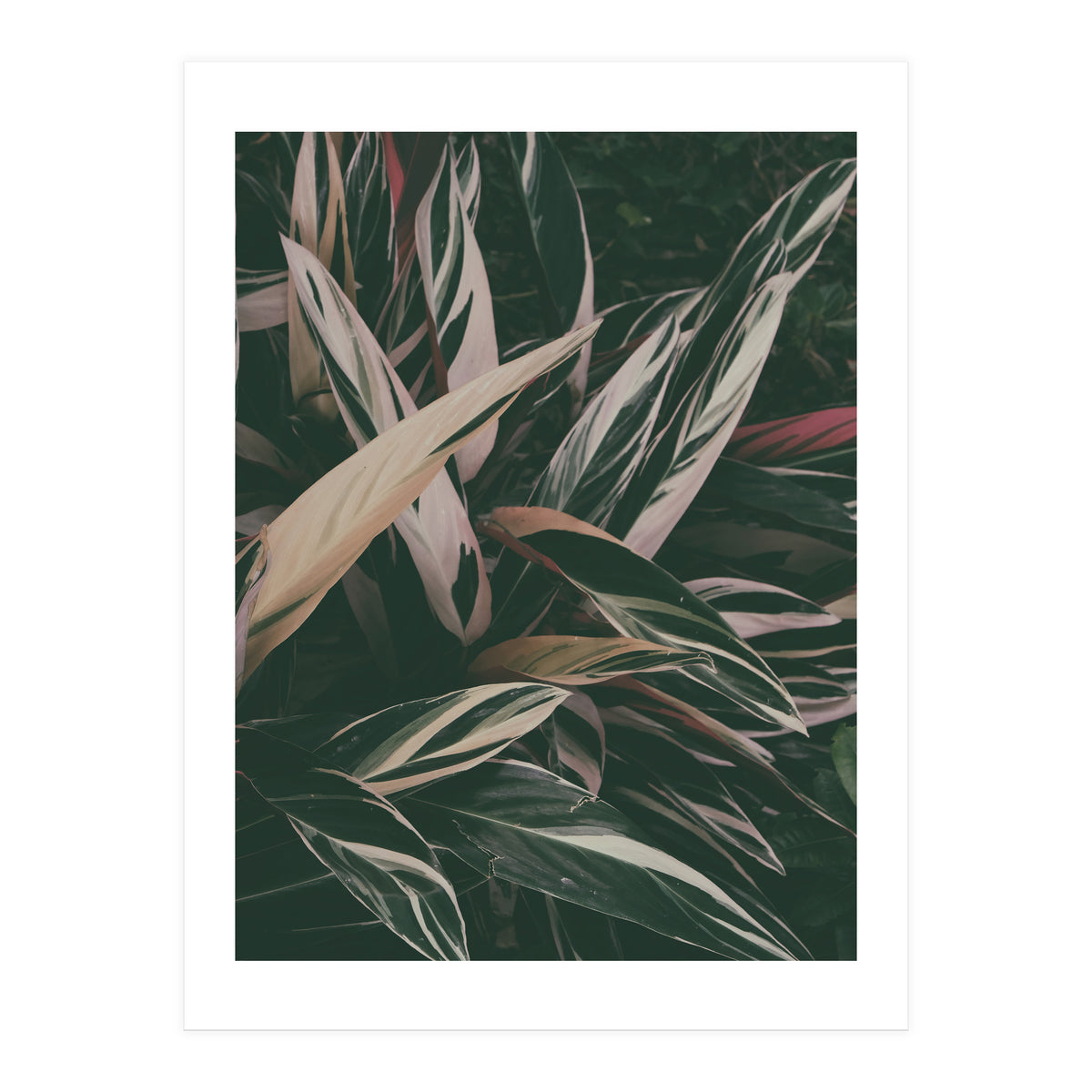 MARANTA LEAVES (Print Only)
