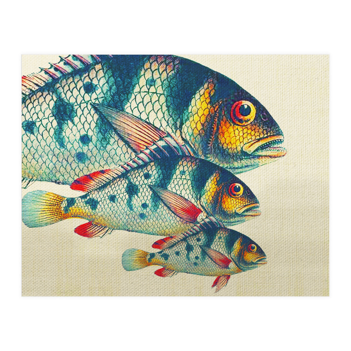 Fish Classic Designs 3 (Print Only)