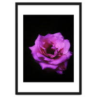 Closeup Pink Rose