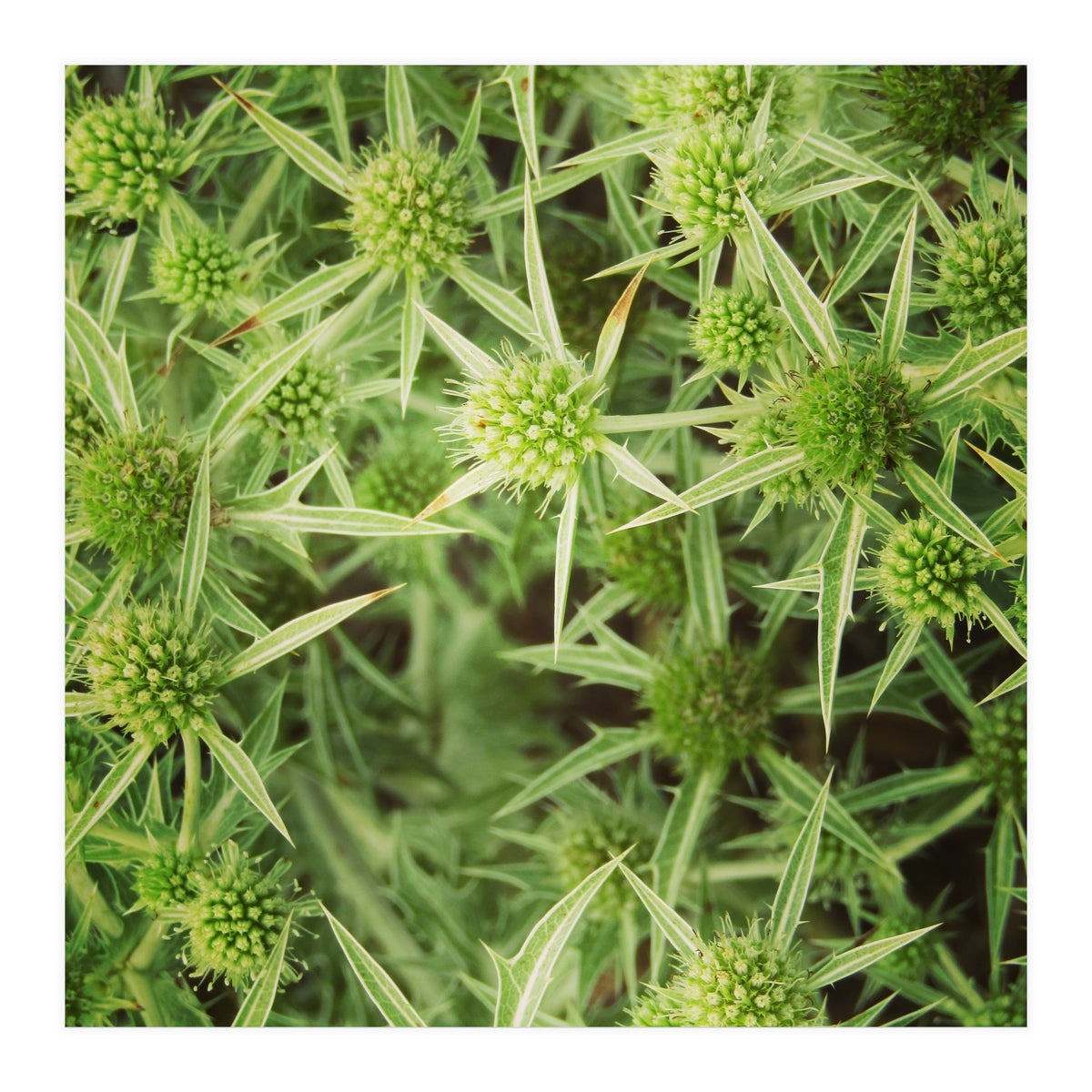 Green thistles (Print Only)