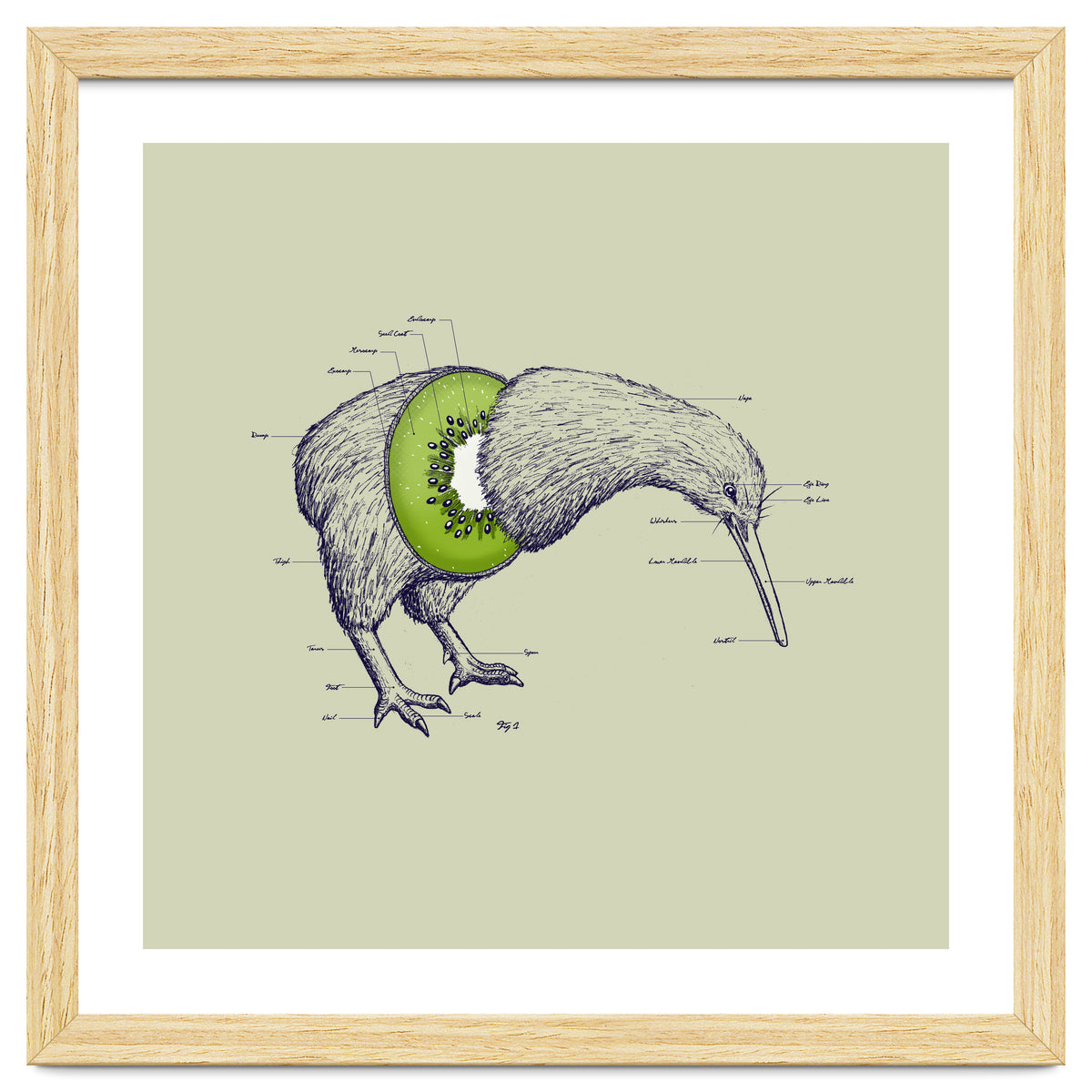Kiwi Anatomy