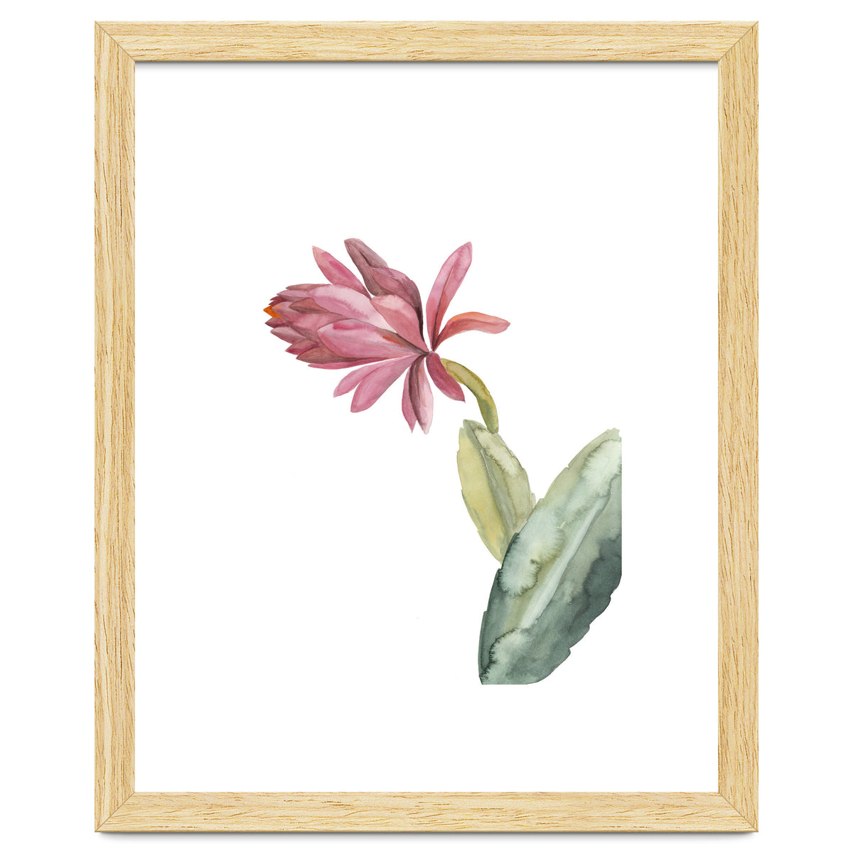 Botanical Illustration Pink Cactus Flower
