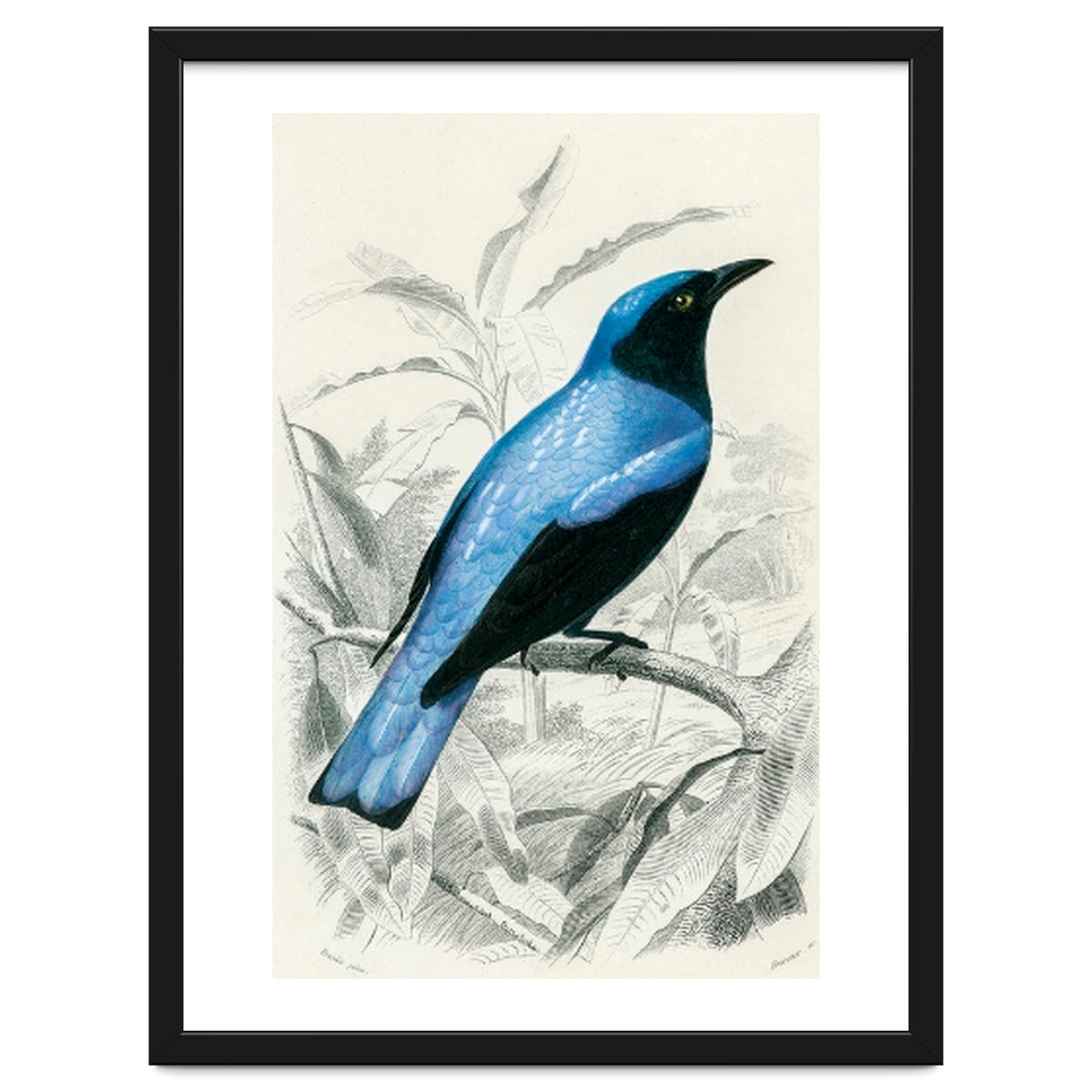 Square-tailed drongo illustrated