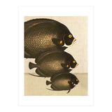 Fish Classic Designs 11 (Print Only) thumbnail