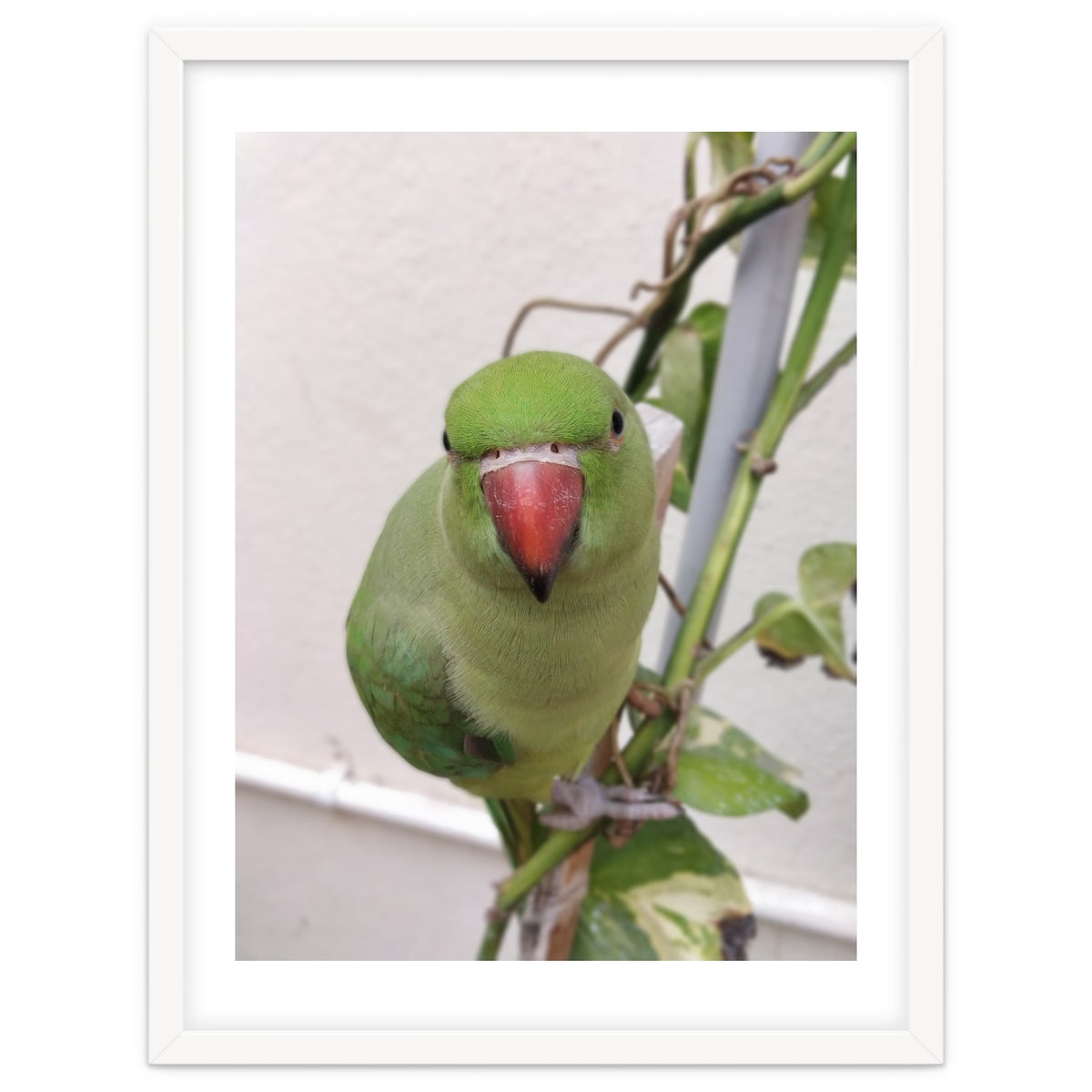 Attractive Indian Parrot