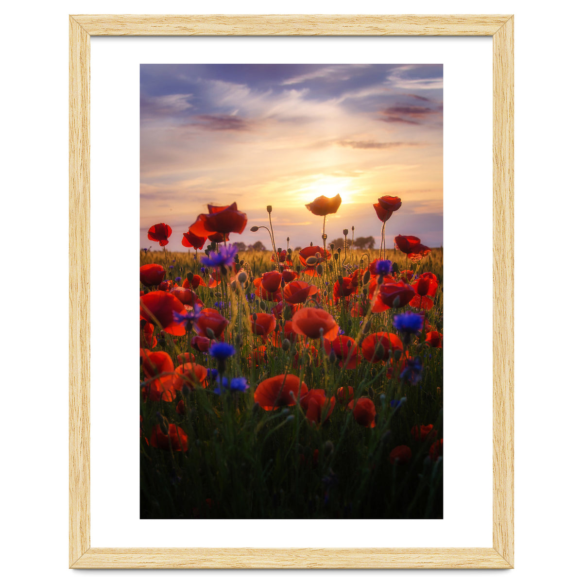 Poppiesfield at Sunrise