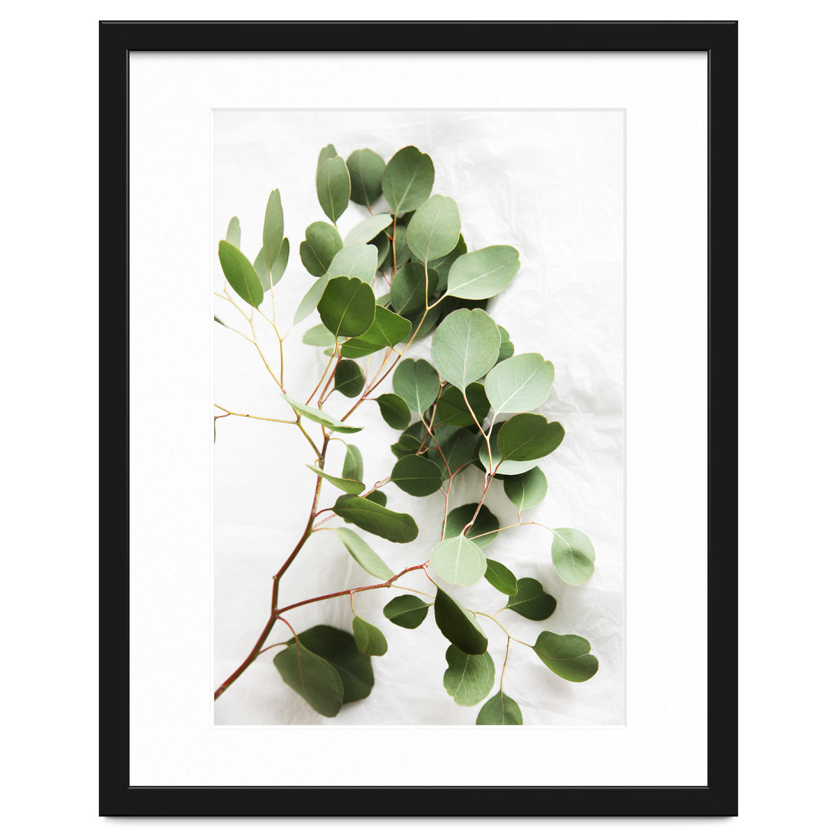 Eucalyptus