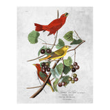 uccelli (Print Only) thumbnail