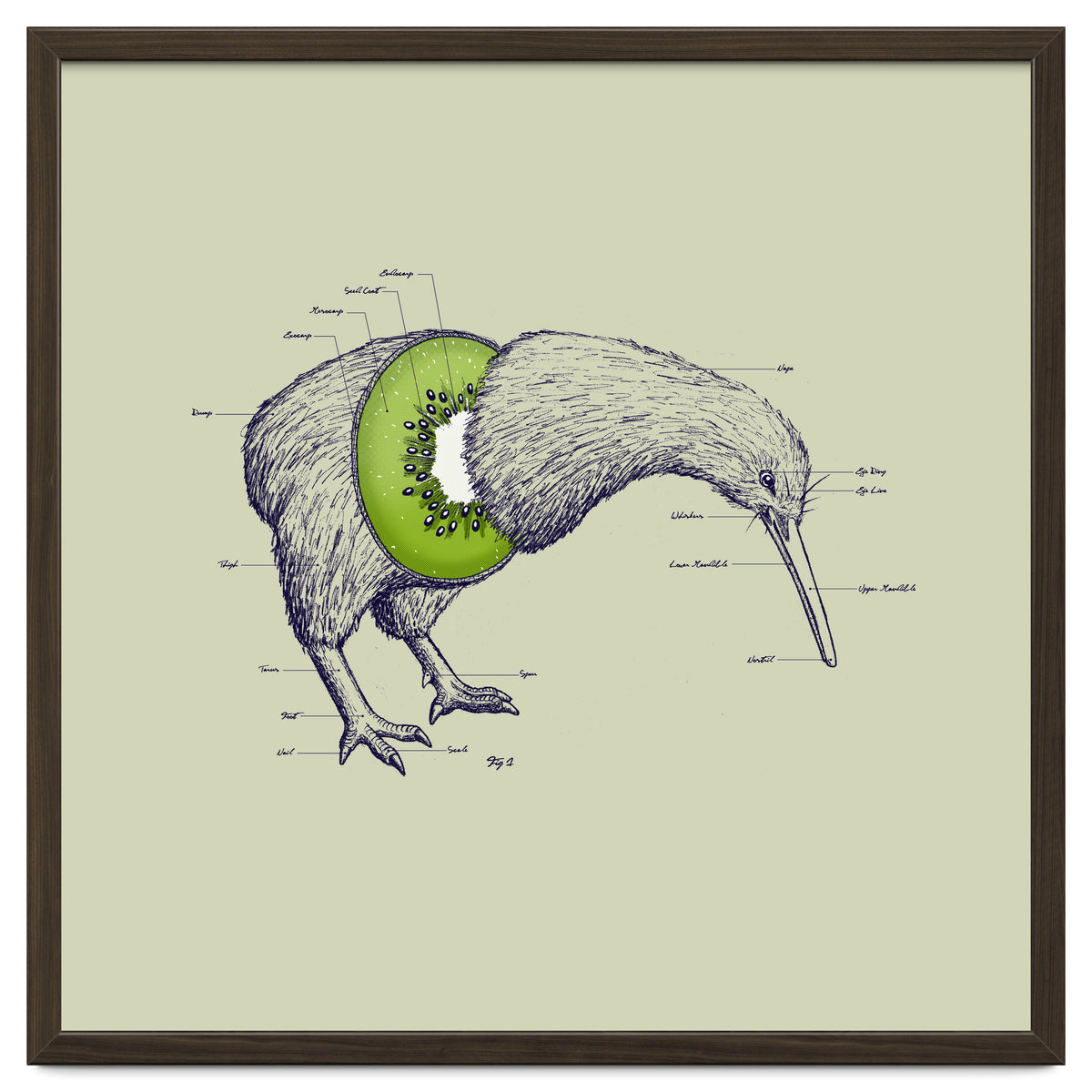 Kiwi Anatomy