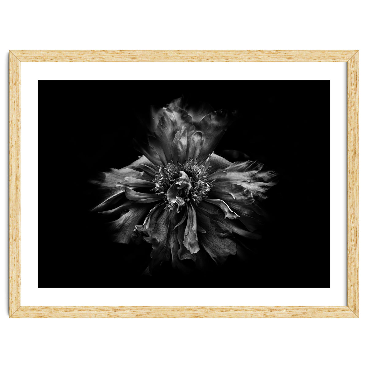 Backyard Flowers In Black And White No 49