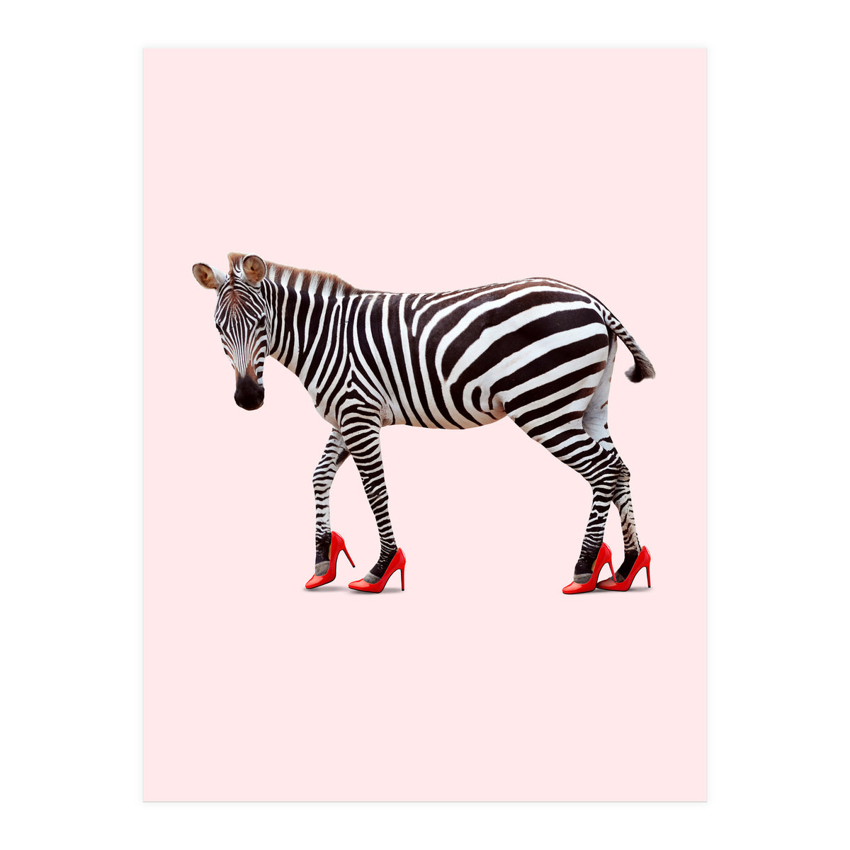 Zebra Heels (Print Only)
