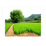 Path  (Print Only) thumbnail