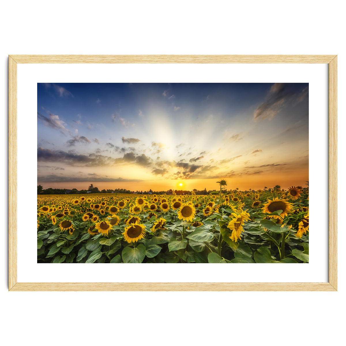 Sunflower field in the evening