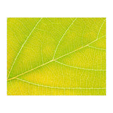 Autumn Leaf (Print Only) thumbnail