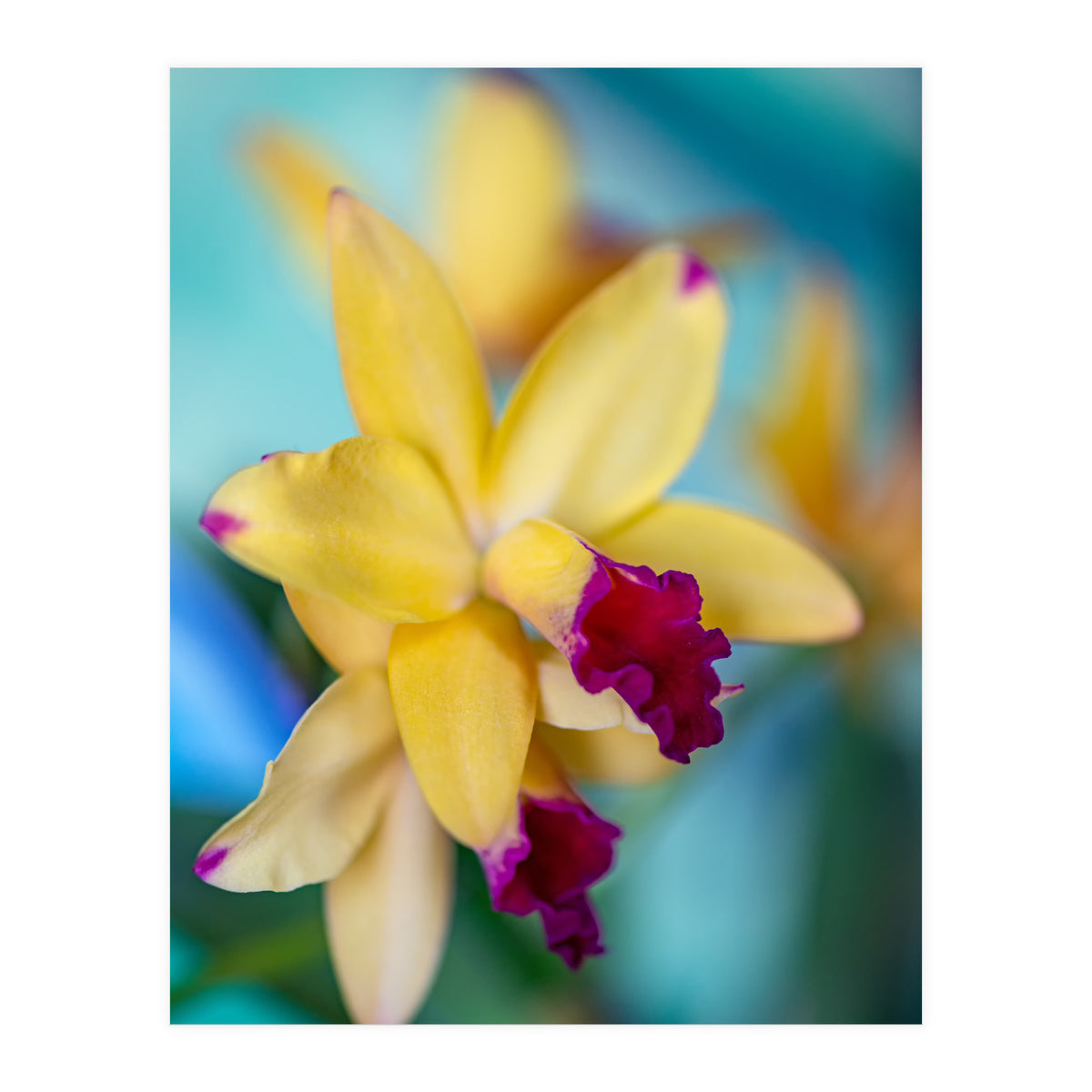 Cattleya Orchidee (Print Only)