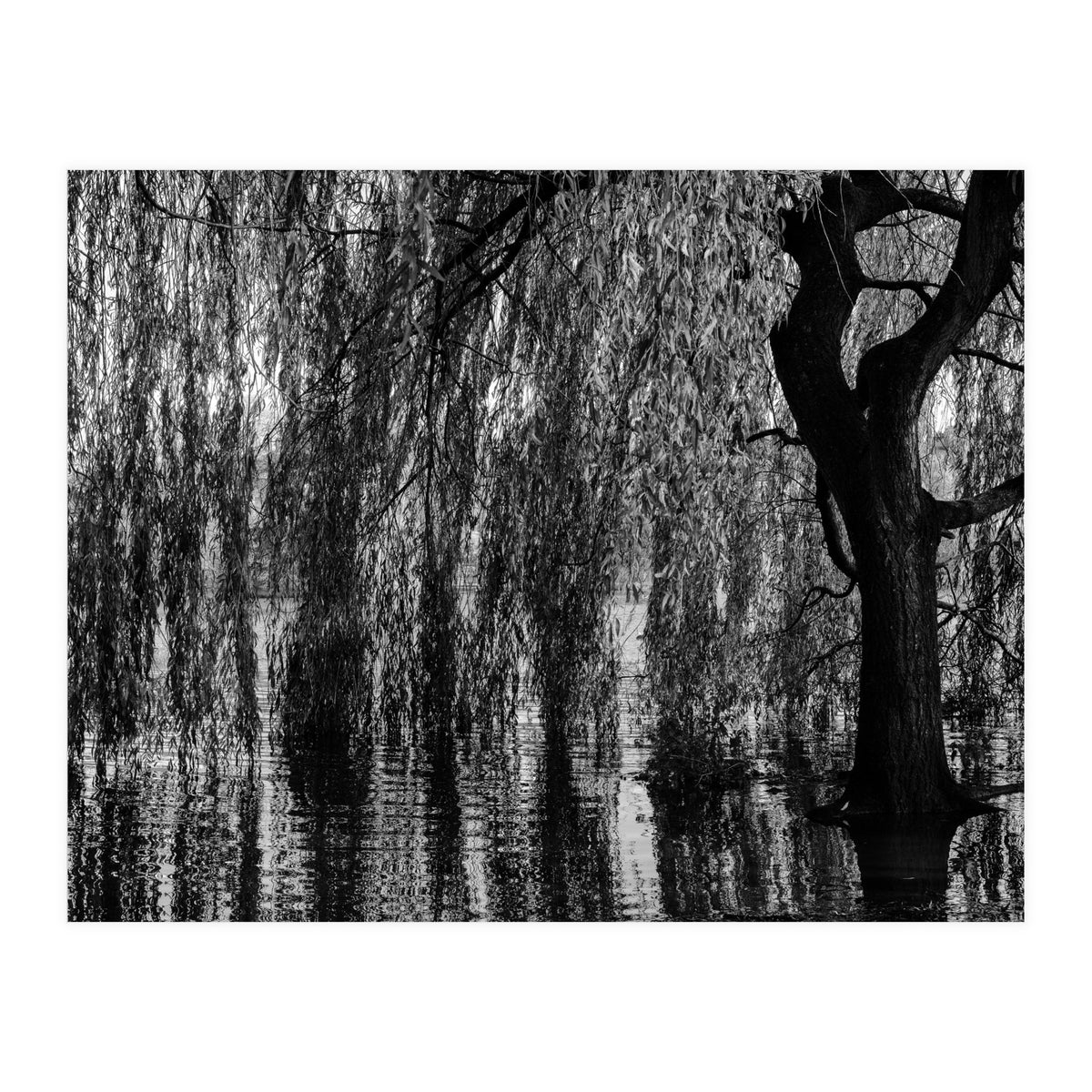 Weeping Willow (Print Only)