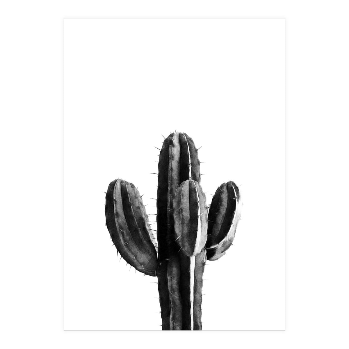 Cactus Black And White 03 (Print Only)