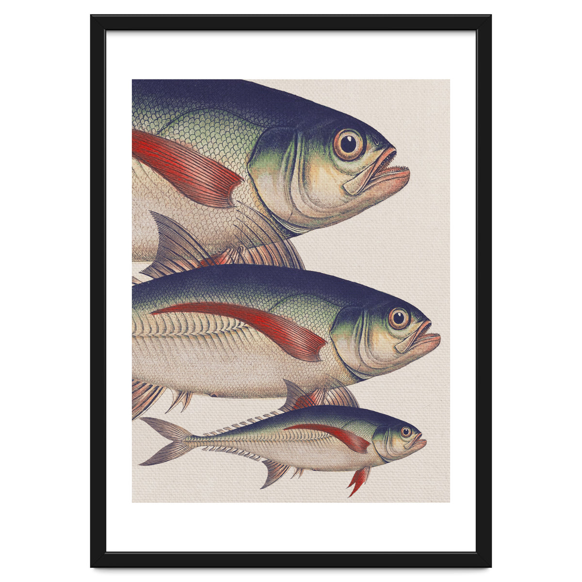 Fish Classic Designs 5