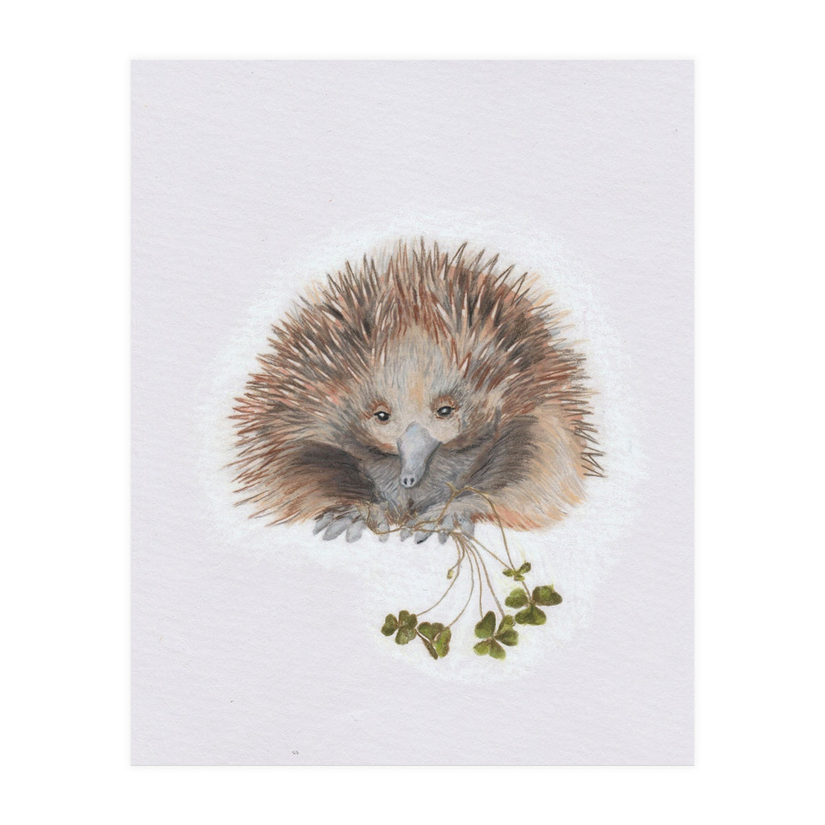 Echidna - Australian Animal Series (Print Only)