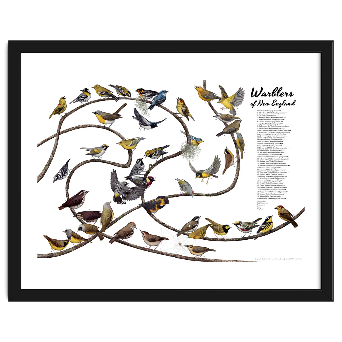 Warblers of New England