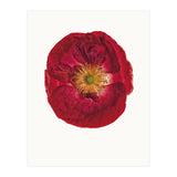 Cc Poppy 03 (Print Only) thumbnail