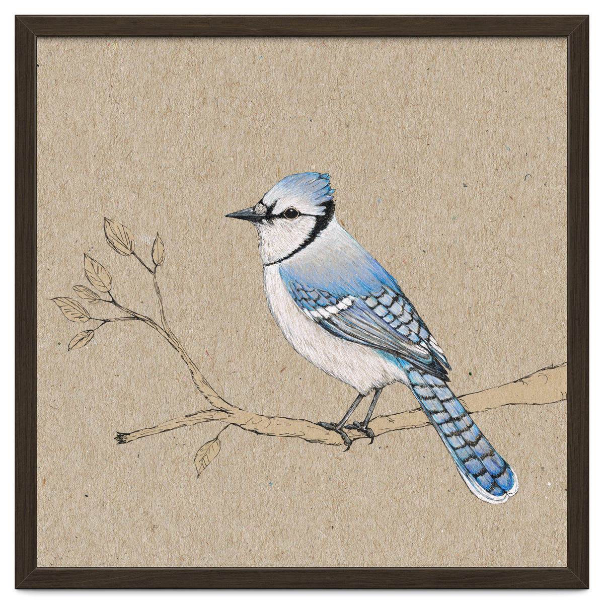 Blue jay